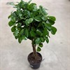 FICUS 24 CM MICROCARPA MOCLAME 1X1